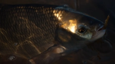 Peaceful look Peaceful look