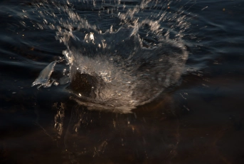 Plump splash Plump splash