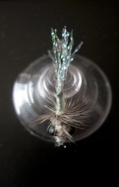 Dorsal view Dorsal view