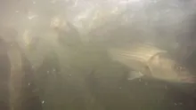 Video thumb for Surf & Inshore Fly Fishing
