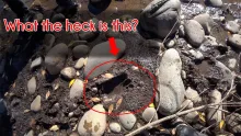 Video thumb for Epic Dolores River Conclusion! 