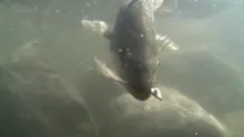 Video thumb for Surf & Inshore Fishing part 1