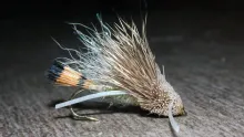 Video thumb for Turck's Tarantula