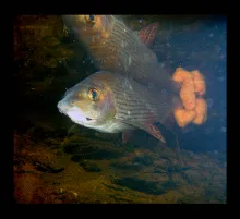 User submitted picture: Go home!!!