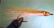 User submitted picture: Emerald Shiner -No Neck s...