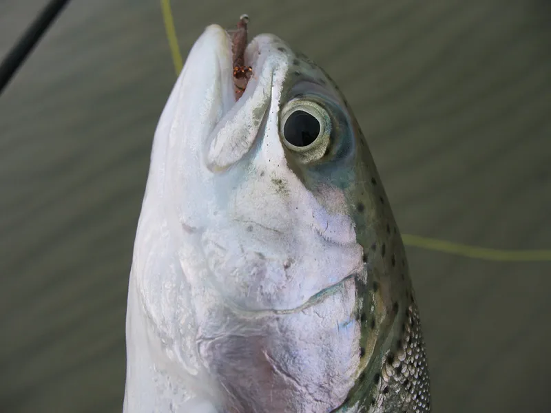 Not big - But a nice and strong fish anyway