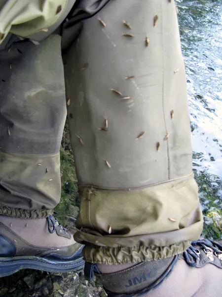 User submitted picture: " Sedges on my waders !!...