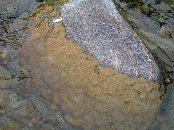 User submitted picture: The insideous Didymo or R...