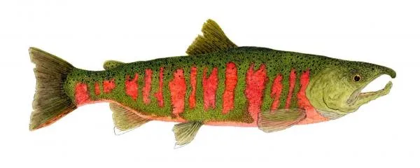 User submitted picture: Watercolor study of a Mal...