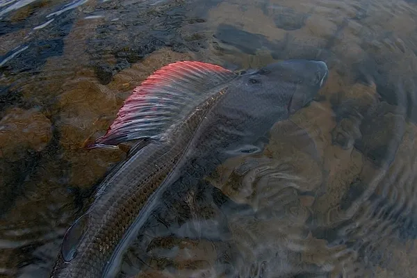 User submitted picture: River Annan Grayling